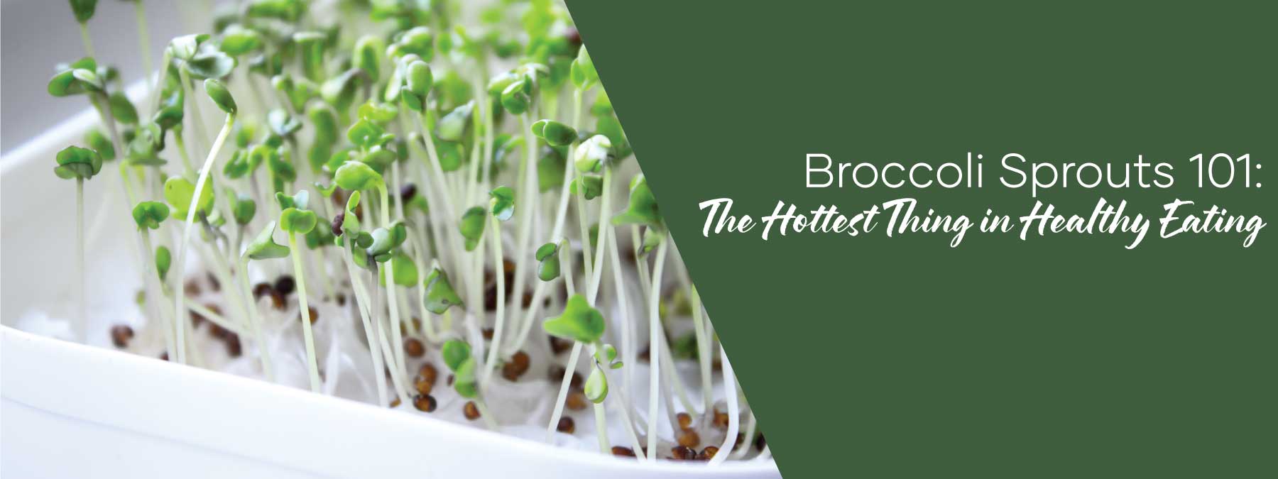Broccoli Sprouts 101: The Hottest Thing in Healthy Eating