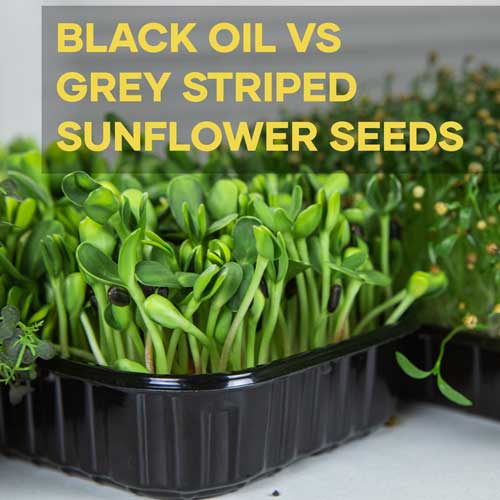 Black Sunflower vs Grey Striped Sunflower Seeds