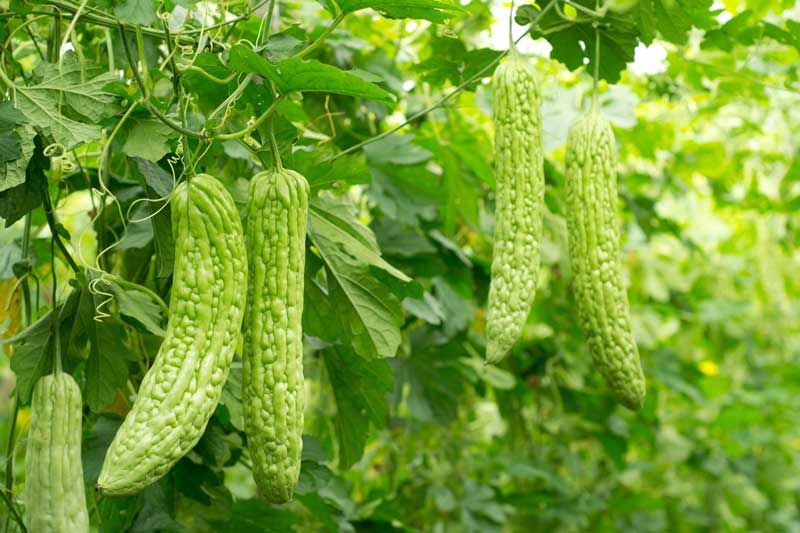 Gourd Bitter Melon Seeds | Seedmart Australia