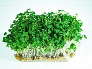 Mustard Green Microgreens | Seedmart
