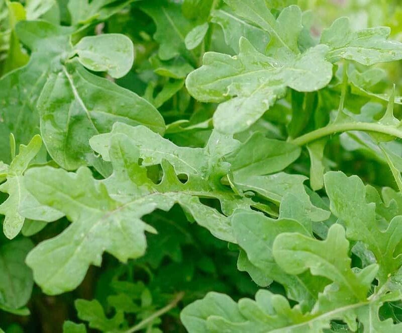 Grow Rocket (Arugula) From Seed