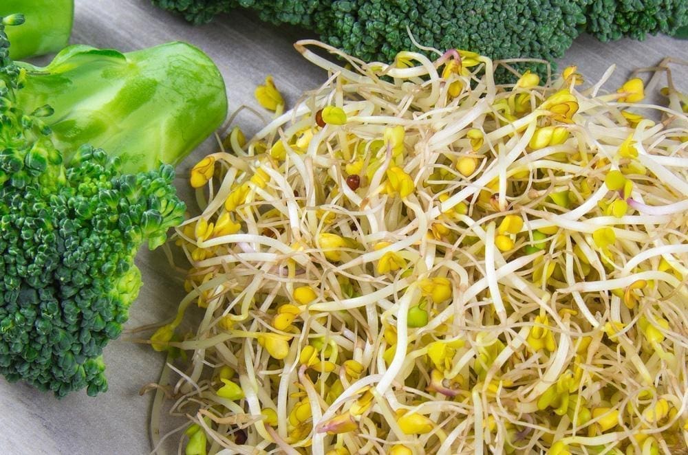 Broccoli Sprouting Seeds - Wholesome Supplies