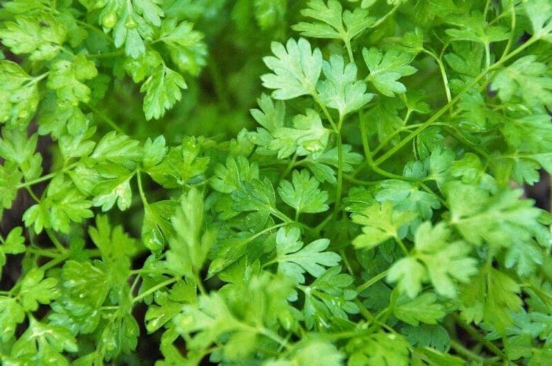 Chervil Microgreen Seeds