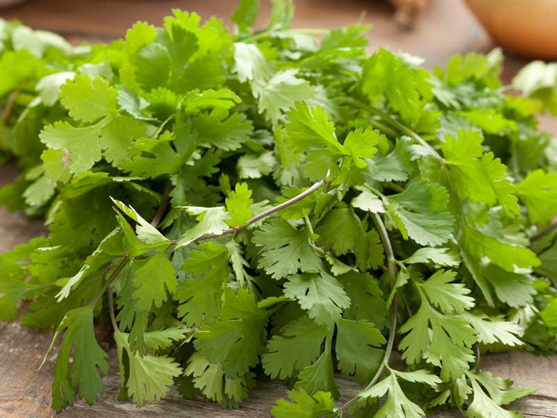 Coriander Closeup