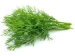 Dill Isolated
