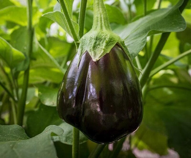Eggplant Black Beauty Vegetable Seeds - Wholesome Supplies