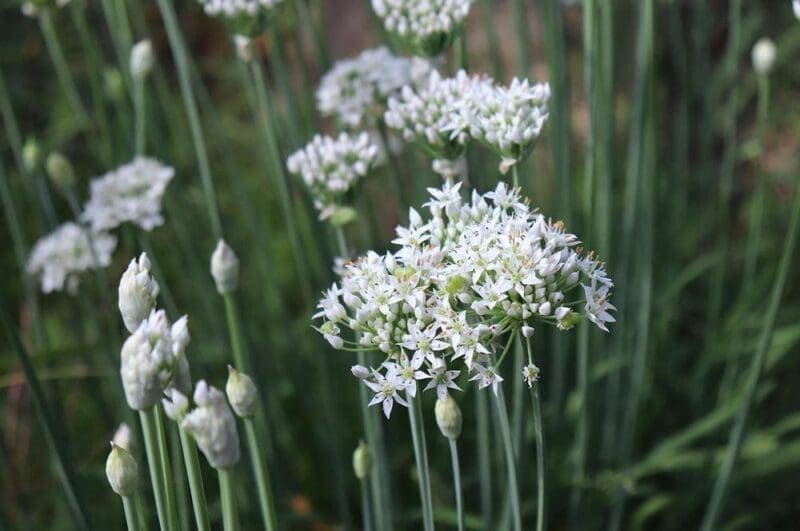 Garlic Chives Seeds - Image 3