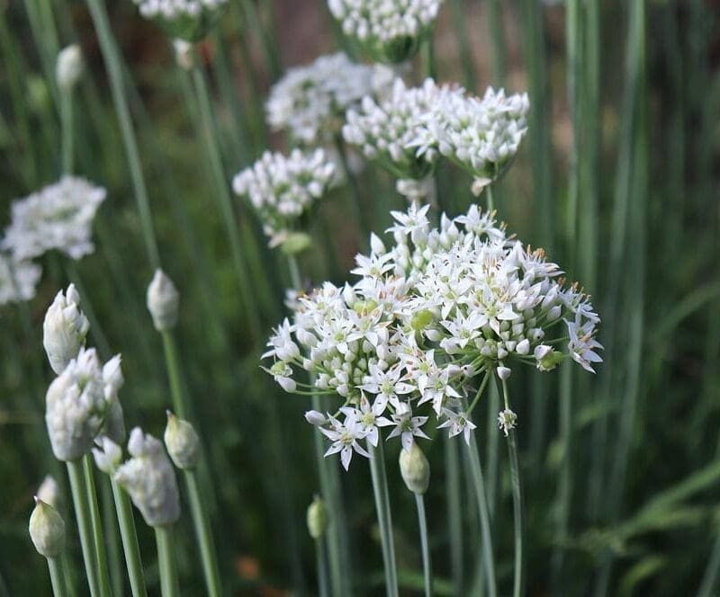 Garlic Chives Seeds - Image 3