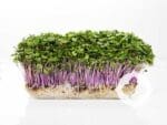 Kale Red Russian Microgreens | Seedmart Australia