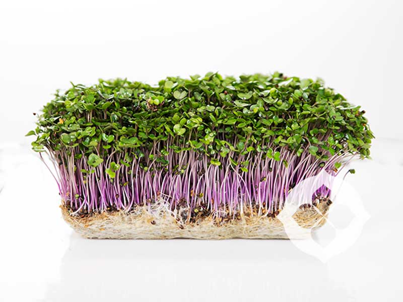 Kale Red Russian Microgreens | Seedmart Australia