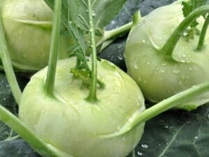 Kohlrabi White Vienna Vegetable Seeds - Wholesome Supplies