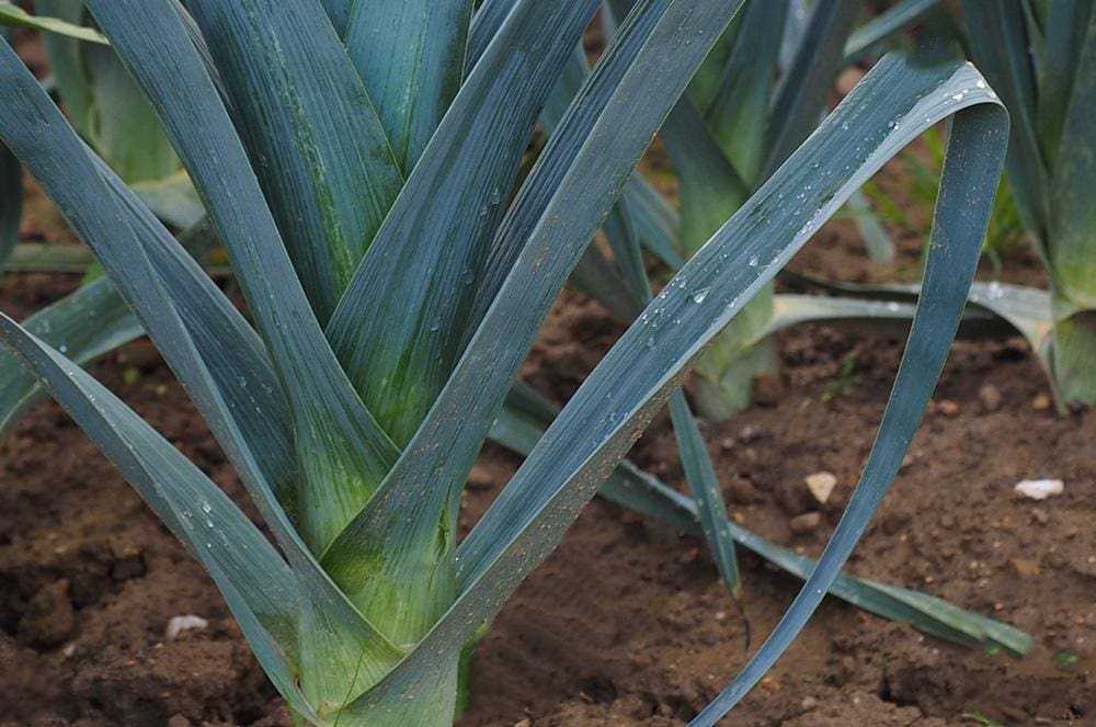 Leek Plant