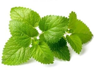Lemon Balm Leaves
