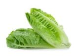 Lettuce Parris Island Cos Romaine Isolated