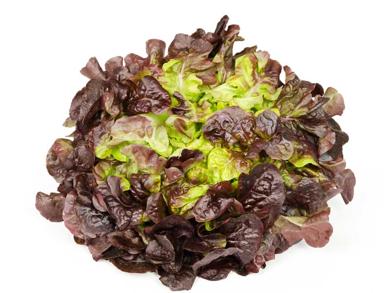Lettuce Oakleaf Red | Seedmart Australia | Isolated