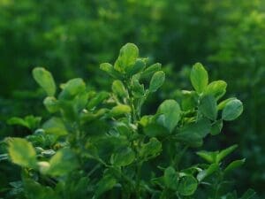 Lucerne Seeds