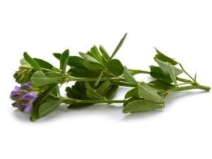Lucerne Leaf with Flower | Seedmart Australia