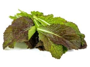 Mustard Red Giant Isolated | Seedmart Australia