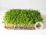 Mustard Green Microgreens | Seedmart Australia