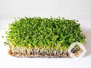 Mustard Green Microgreens | Seedmart Australia