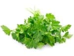 Parsley Italian Flat Leaf Isolated