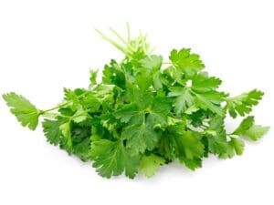 Parsley Italian Flat Leaf Isolated