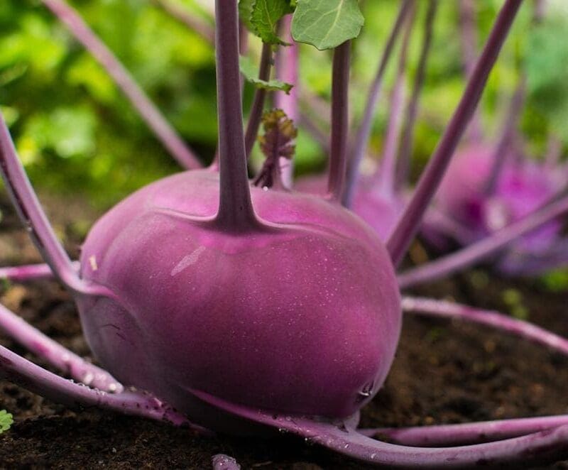 Kohl Rabi Purple Vienna Vegetable Seeds - Wholesome Supplies
