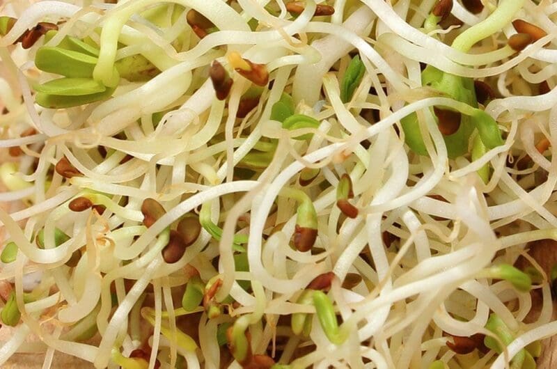 Radish Sprouts