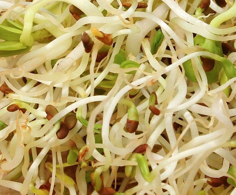 Radish Sprouts