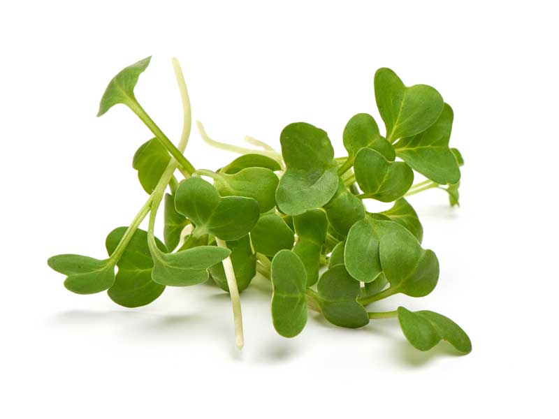 Radish Daikon Microgreen Seeds | Seedmart Australia