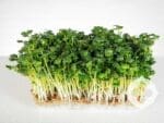 Radish Daikon Microgreens | Seedmart Australia