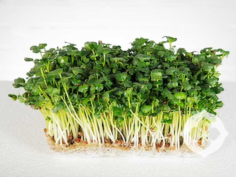 Radish Daikon Microgreens | Seedmart Australia