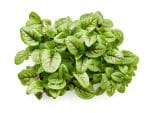 Red Veined Sorrel Herbs | Isolated | Seedmart Australia