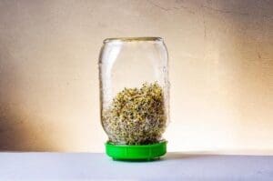 Glass Sprouting Jar One Litre Set of Two - Wholesome Supplies