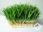 Wheatgrass Microgreens