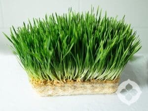 Wheatgrass Microgreens