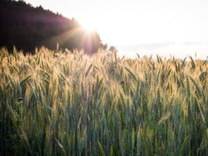Barley Grain