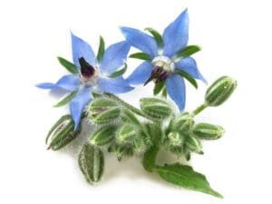 Borage Flowers Isolated