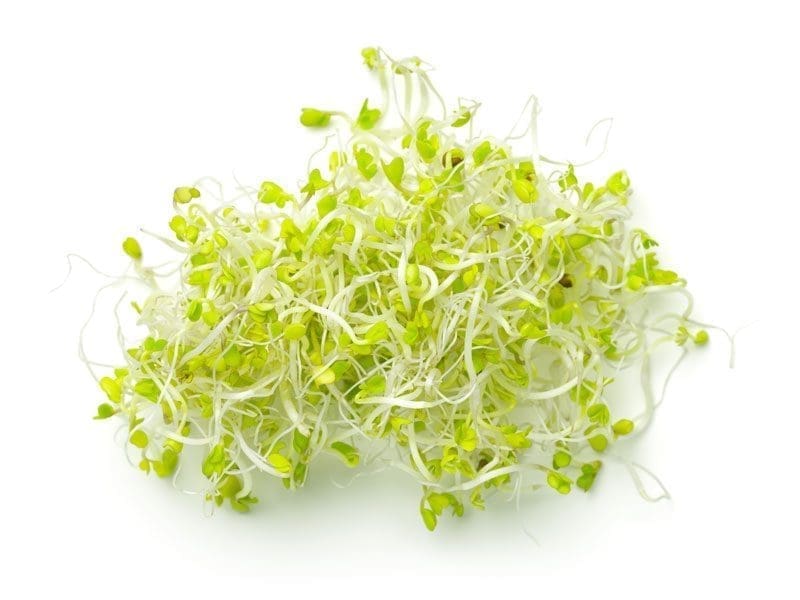 Broccoli Sprouts Living | Isolated on White