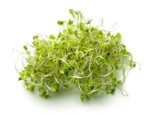 Broccoli Sprouting | Isolated