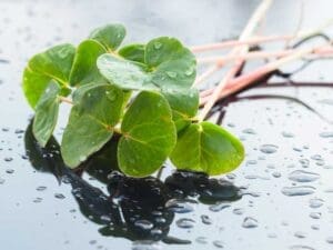 Buckwheat Microgreens