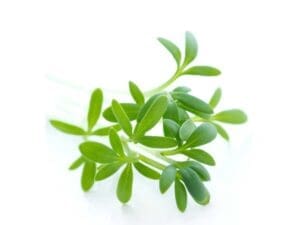 Cress Curled Herb Seeds Isolated