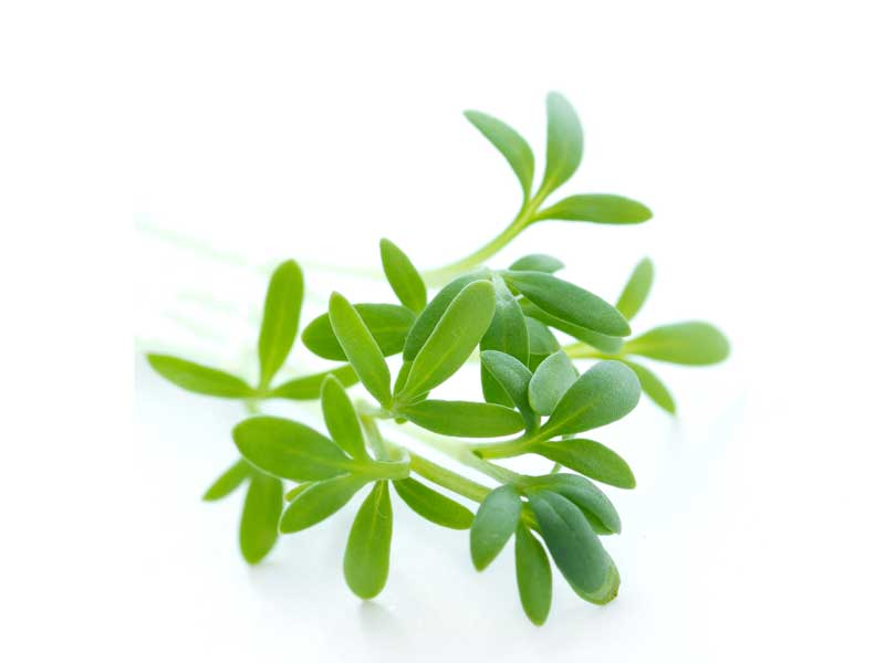 Cress Curled Herb Seeds Isolated