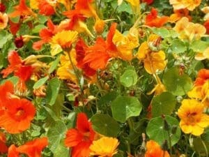 Nasturtium Jewel Mix