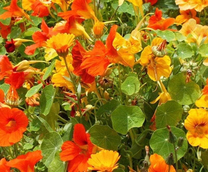 Nasturtium Jewel Mix