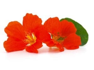 Nasturtium Red Scarlet | Seedmart Australia