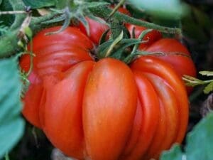 Tomato Beefsteak
