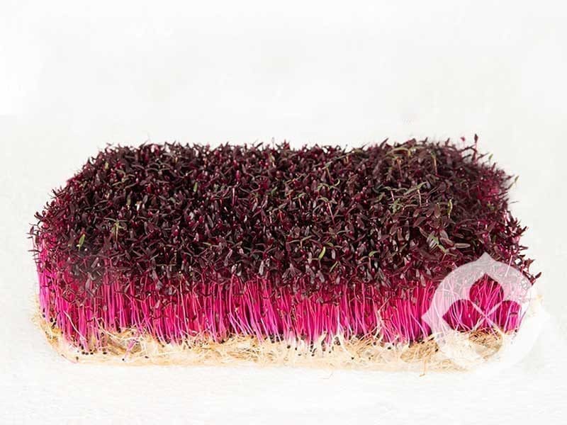 Red Amaranth | Living Microgreens | Seedmart