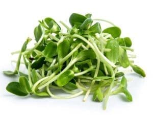 Sunflower Seeds | Seedmart Australia