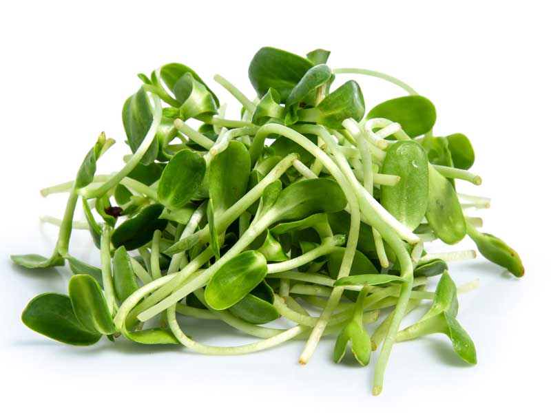 Sunflower Seeds | Seedmart Australia